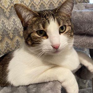 Meet your Posher, Chad